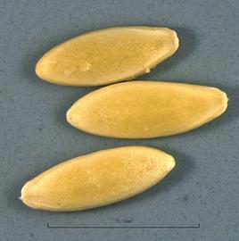   Seeds:   Cucumis sativus ; Photo by B. Petty, USDA APHIS PPQ, imageID.idtools.org
